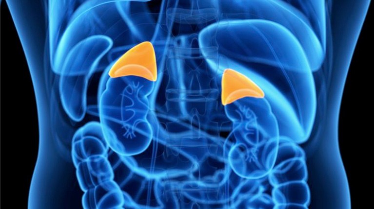 Adrenal Metabolism