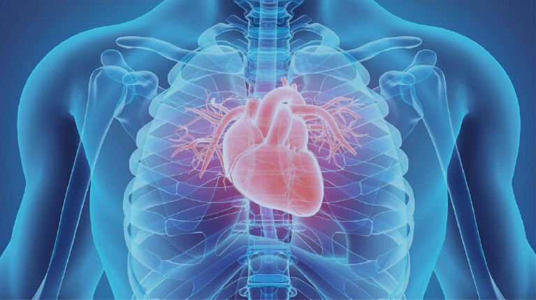 Cardiovascular Support