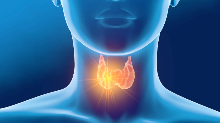 Thyroid Metabolism